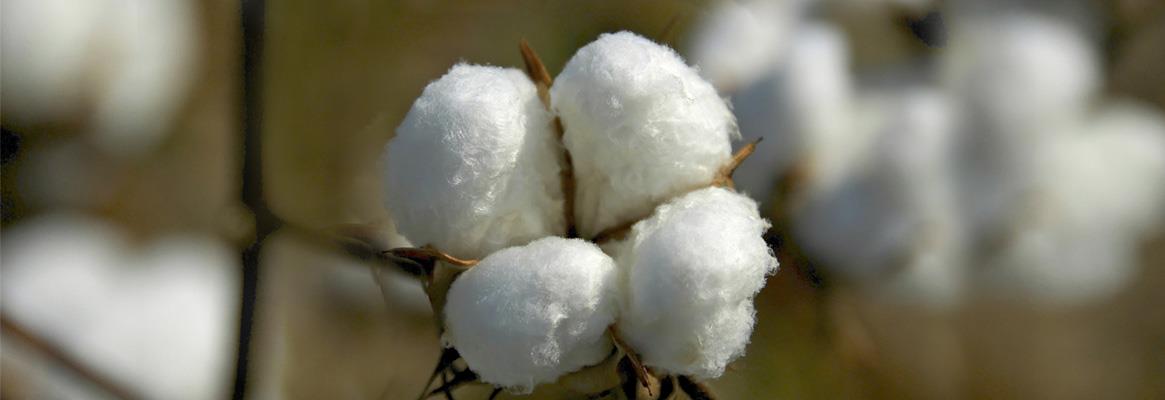 Development of cotton_big